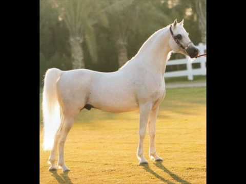 حصان عربي - مواصفات الخيل العربي الاصيل 3874 5