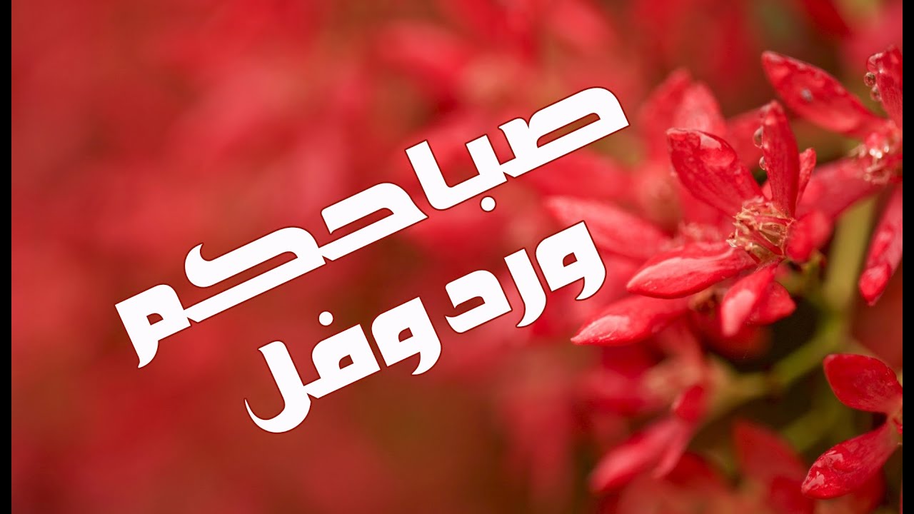 صباح الورد والفل - الصباح وكل ما هو جميل من الورد والفل 5731 10