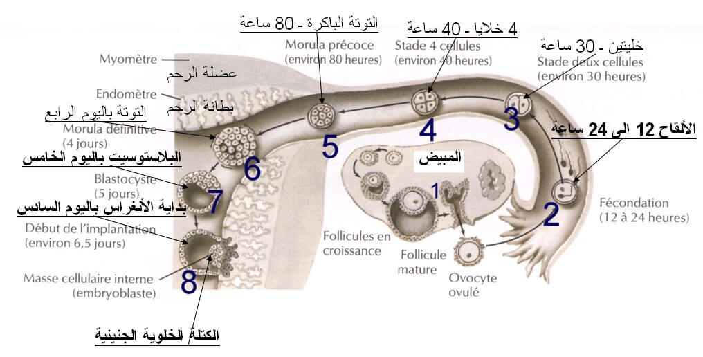 كيفية حدوث الحمل - طريقة للحمل السريع 2336 1