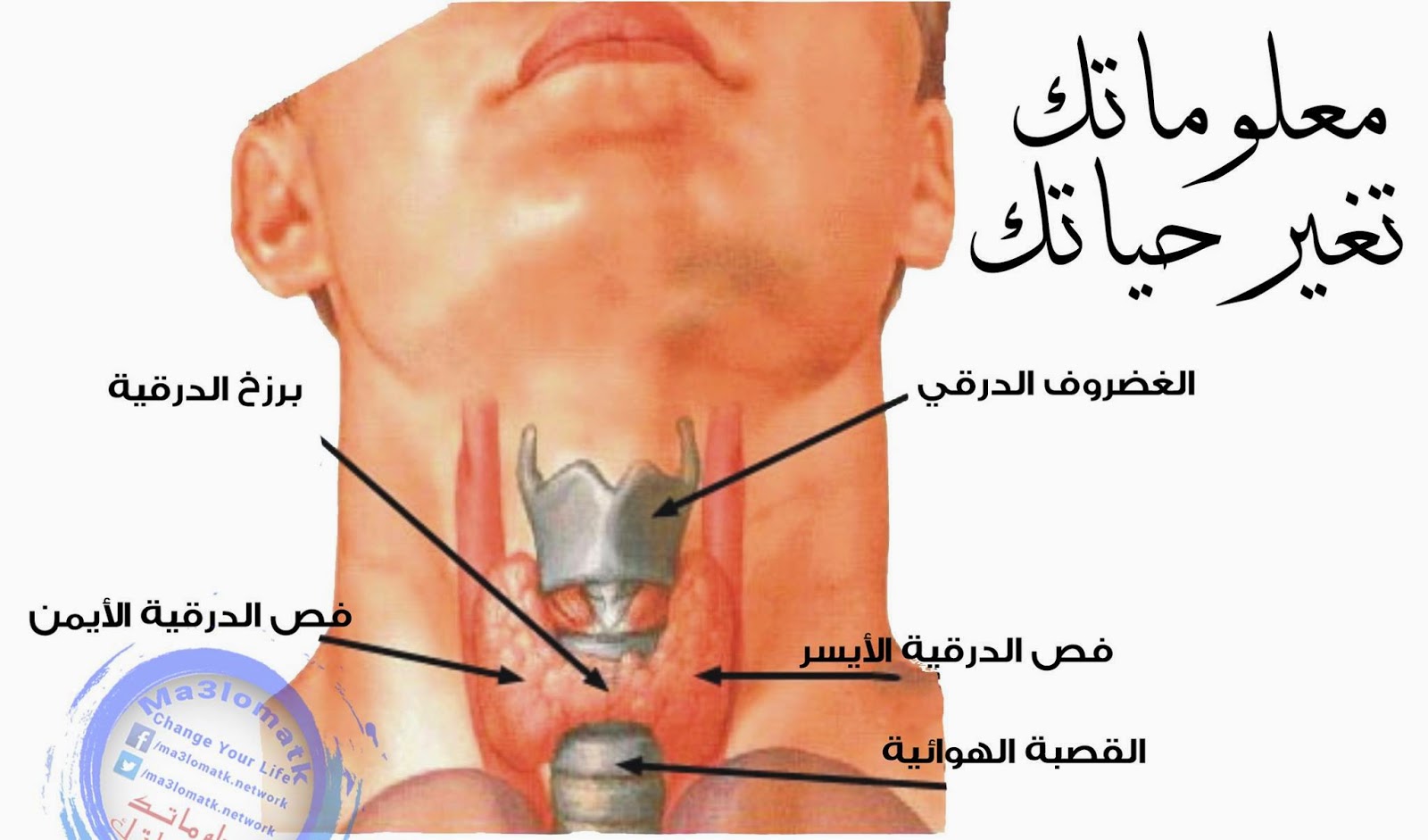 اعراض قصور الغدة الدرقية ٖ ما هى اعراض قصور الغدة الدرقية 6169 2