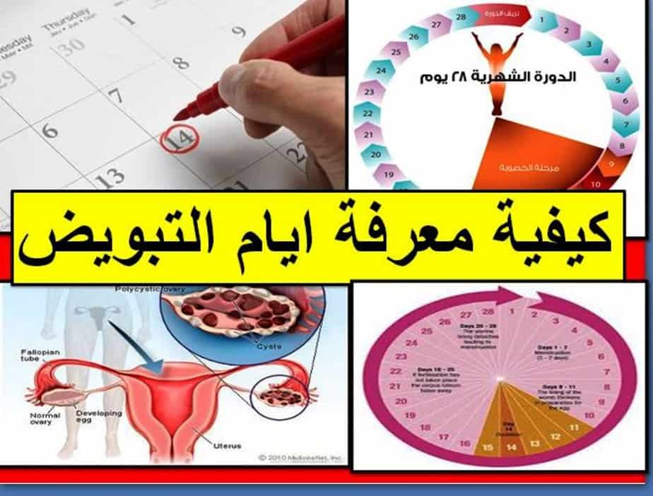 كيف اعرف ايام التبويض , ما هي ايام التبويض