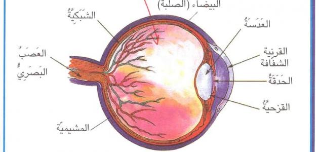 مكونات العين - ماهى اجزاء العين 3357 1