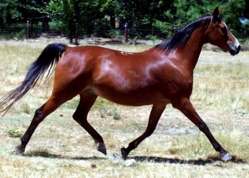 الخيل العربي الاصيل - مواصفات الخيل العربي 3778 4