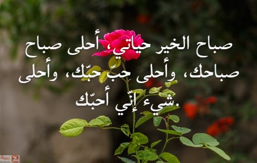 شعر صباح الخير حبيبتي 5661