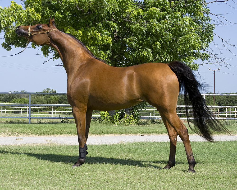 حصان عربي , مواصفات الخيل العربي الاصيل