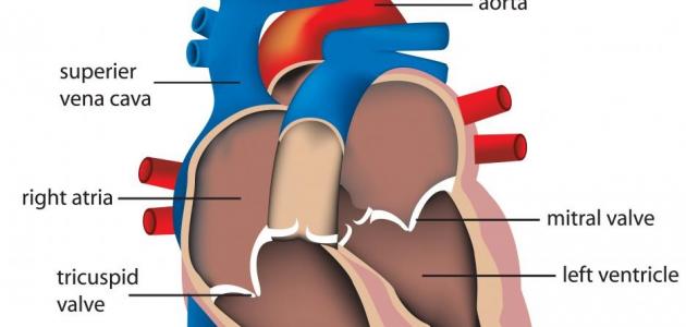 خفقان القلب المستمر - اسباب وعلاج خفقان القلب في كل الاوقات 11343 1