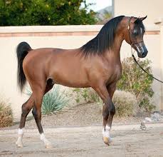 الخيل العربي الاصيل - مواصفات الخيل العربي 3778 5