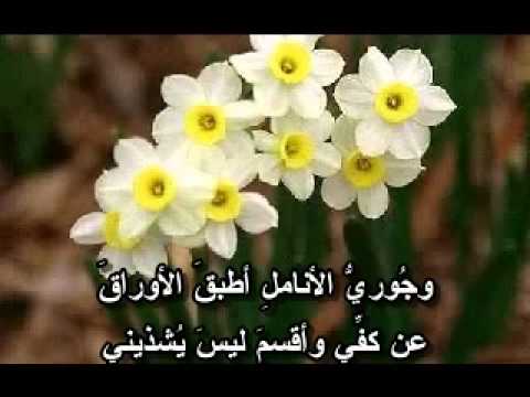 حكم عن الورد - اجمل الكلمات عن الورد 2437 4