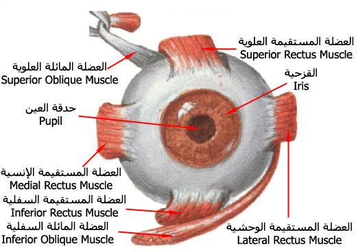 مكونات العين - ماهى اجزاء العين 3357 2