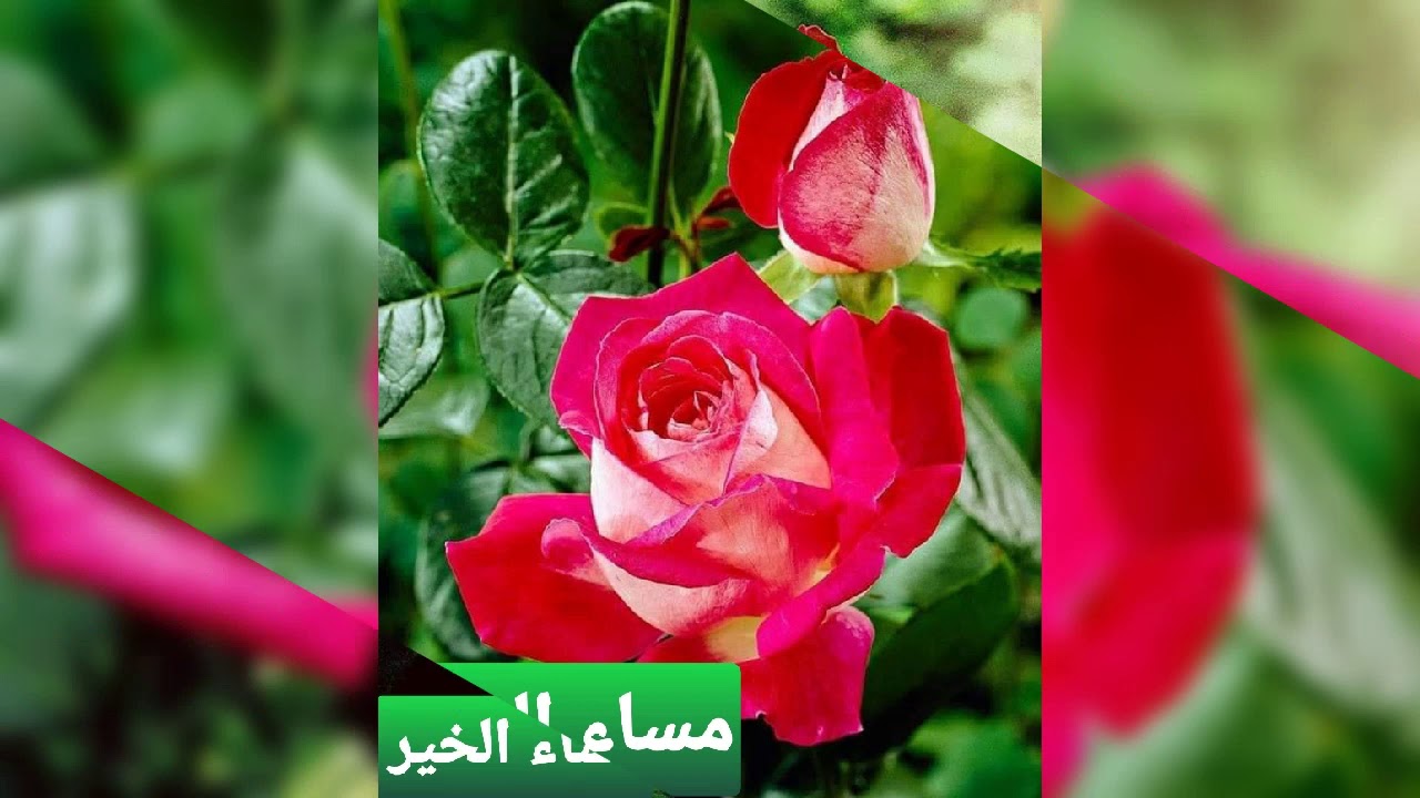 صور مساءالخير 5305 5