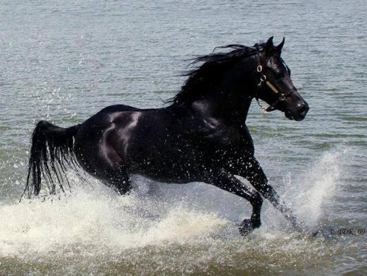 حصان عربي - مواصفات الخيل العربي الاصيل 3874 10