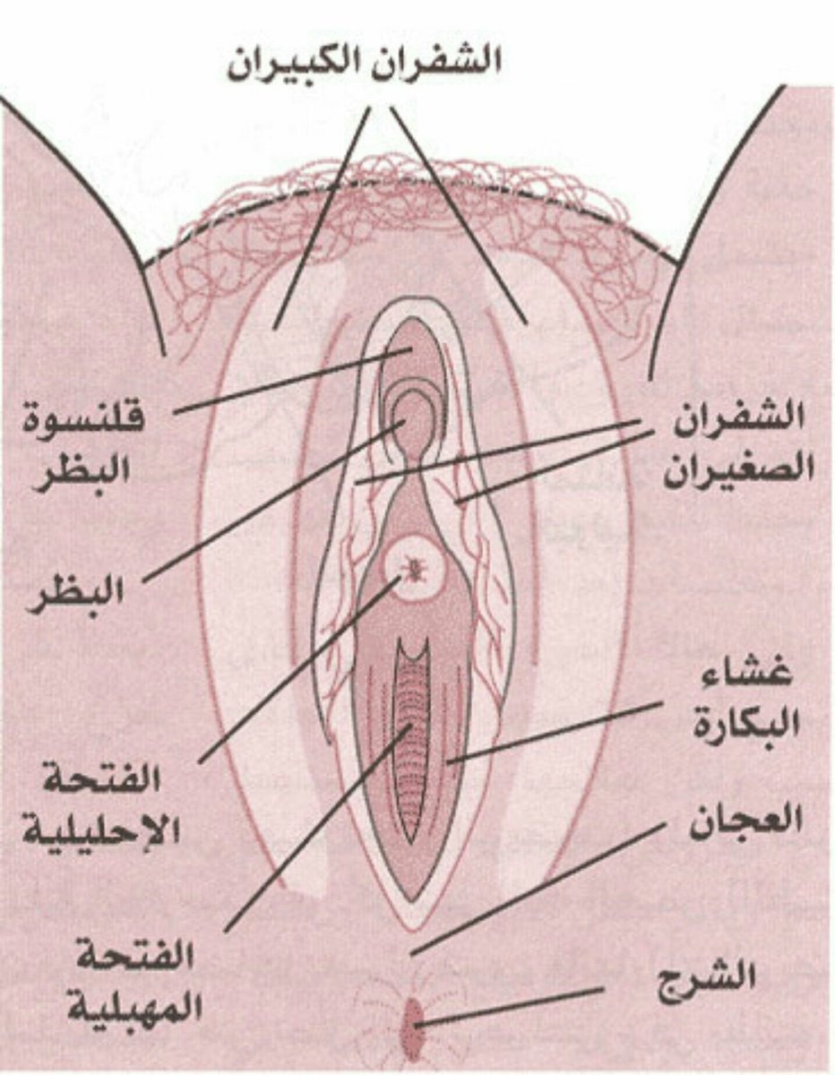 ما هي العذرية - ما المقصود بالعذرية 11809 2