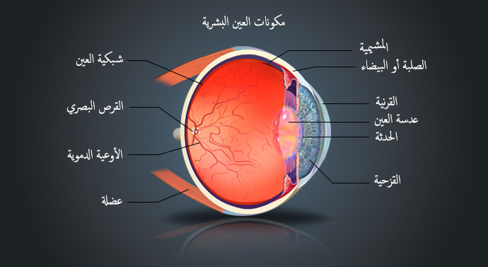 مكونات العين - ماهى اجزاء العين 3357 3