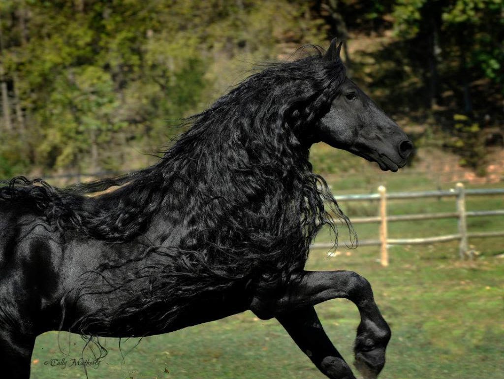 خيل اصيل , اجمل الخيول