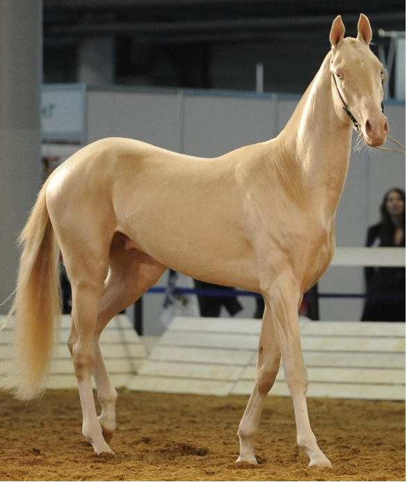 الخيل العربي الاصيل - مواصفات الخيل العربي 3778 1