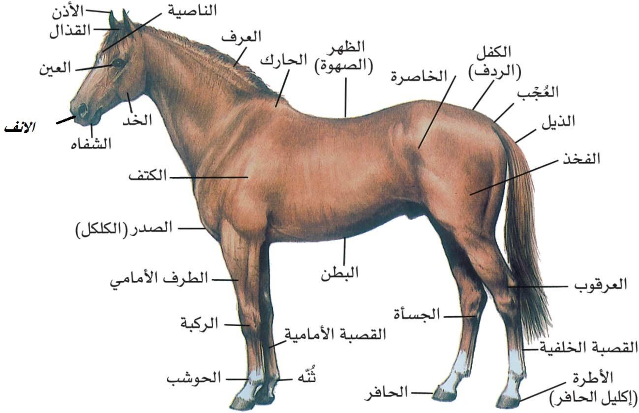 الخيل العربي الاصيل - مواصفات الخيل العربي 3778 6