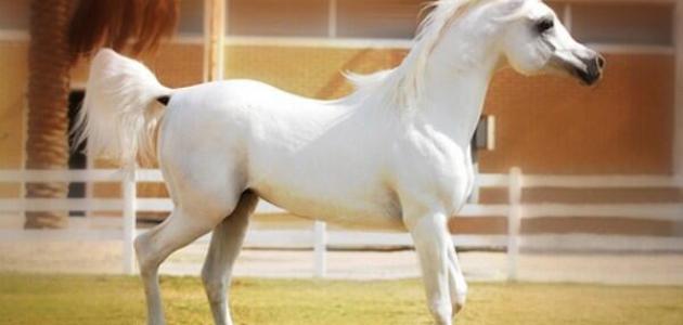 الخيل العربي الاصيل - مواصفات الخيل العربي 3778 11