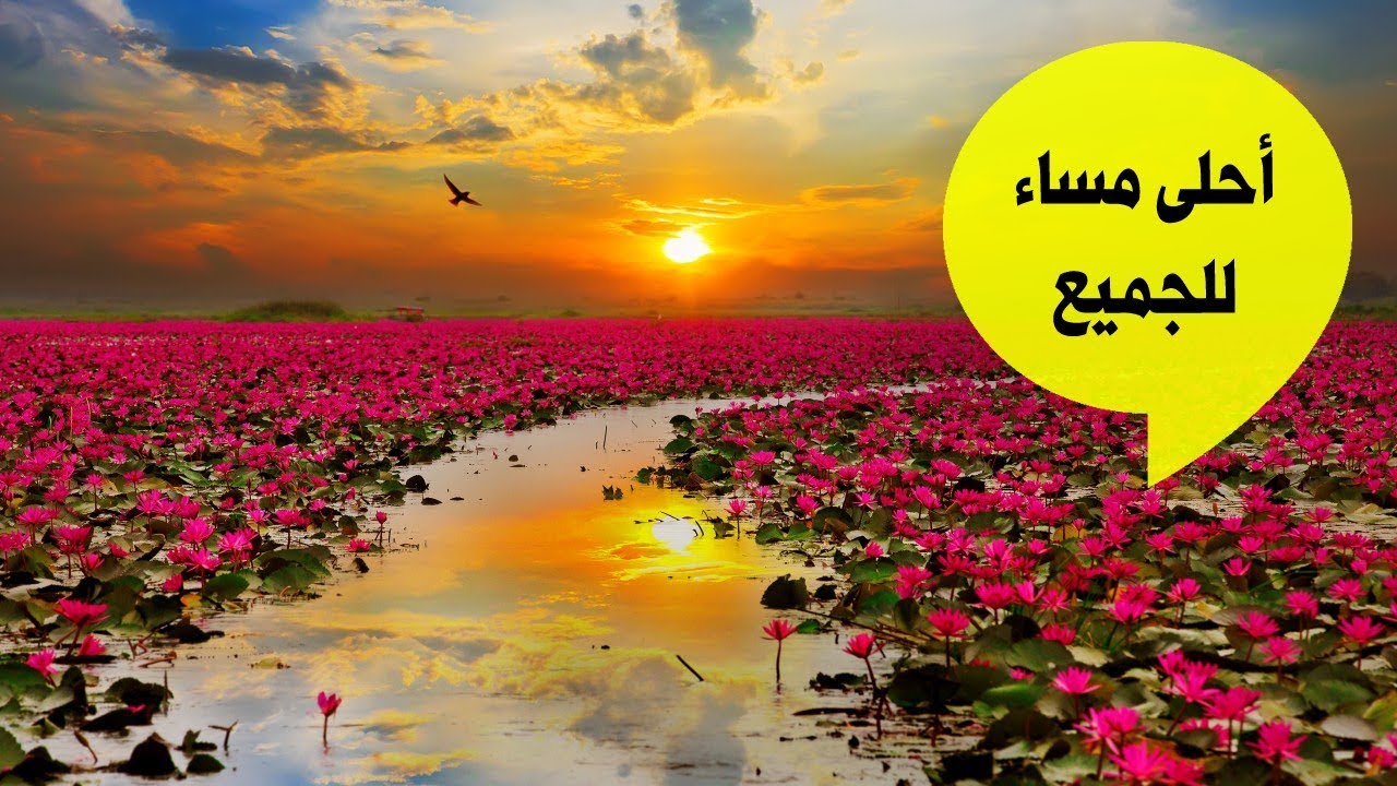 مساء الخير للجميع- مساء الخير للغالين 3282