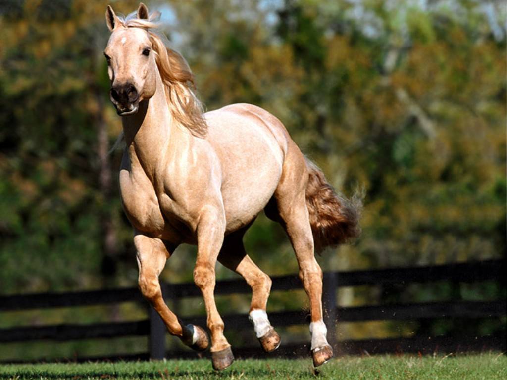 خيل عربي اصيل , انواع الخيول بالصور