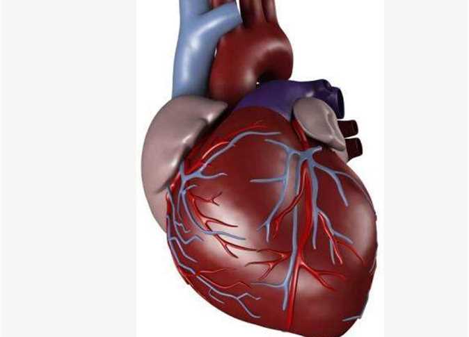 صور قلب الانسان - اهمية قلب الانسان و فوائدة 4520 1