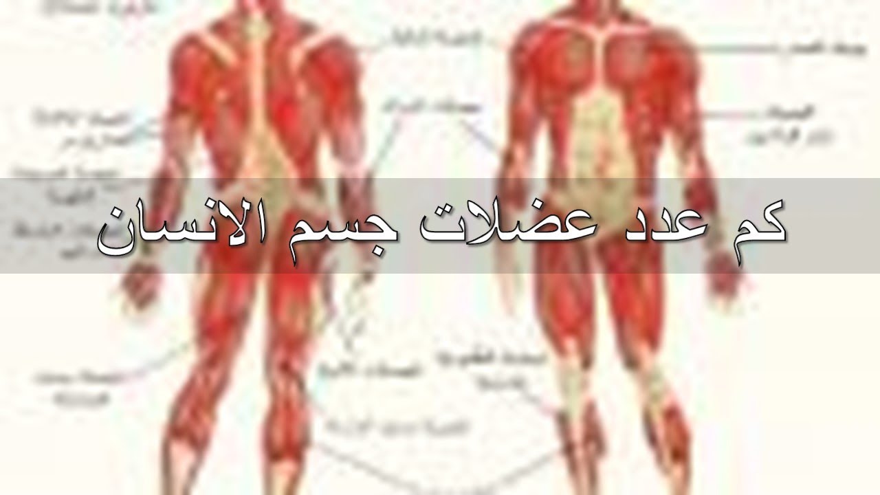 كم عدد عضلات جسم الانسان - تعرف على انواع العضلات الموجودة بجسمك 1260 3