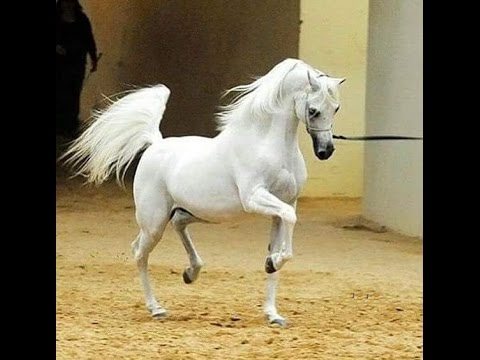 الخيل العربي الاصيل - مواصفات الخيل العربي 3778 7