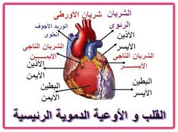 صور قلب الانسان - اهمية قلب الانسان و فوائدة 4520 7