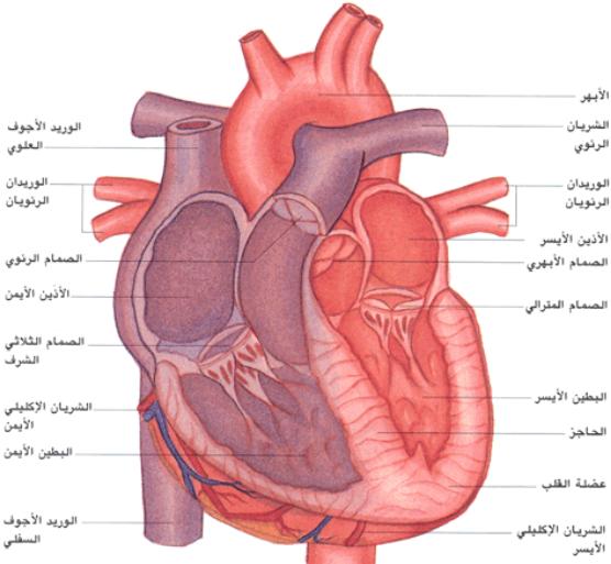 صور قلب الانسان - اهمية قلب الانسان و فوائدة 4520 6