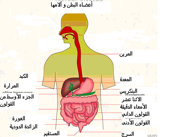 ماهو سبب الم البطن - لالام البطن اسباب وعلاجات تعرف عليها 11711 2