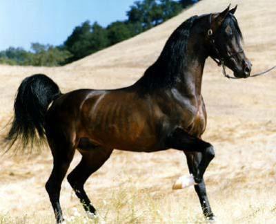 الخيل العربي الاصيل - مواصفات الخيل العربي 3778 3