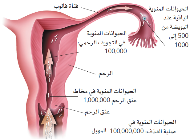 كيفية حدوث الحمل - طريقة للحمل السريع 2336