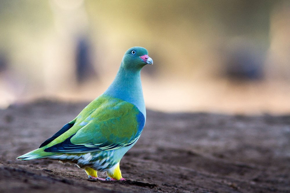 اجمل حمام , الطائر الجميل و انواعه