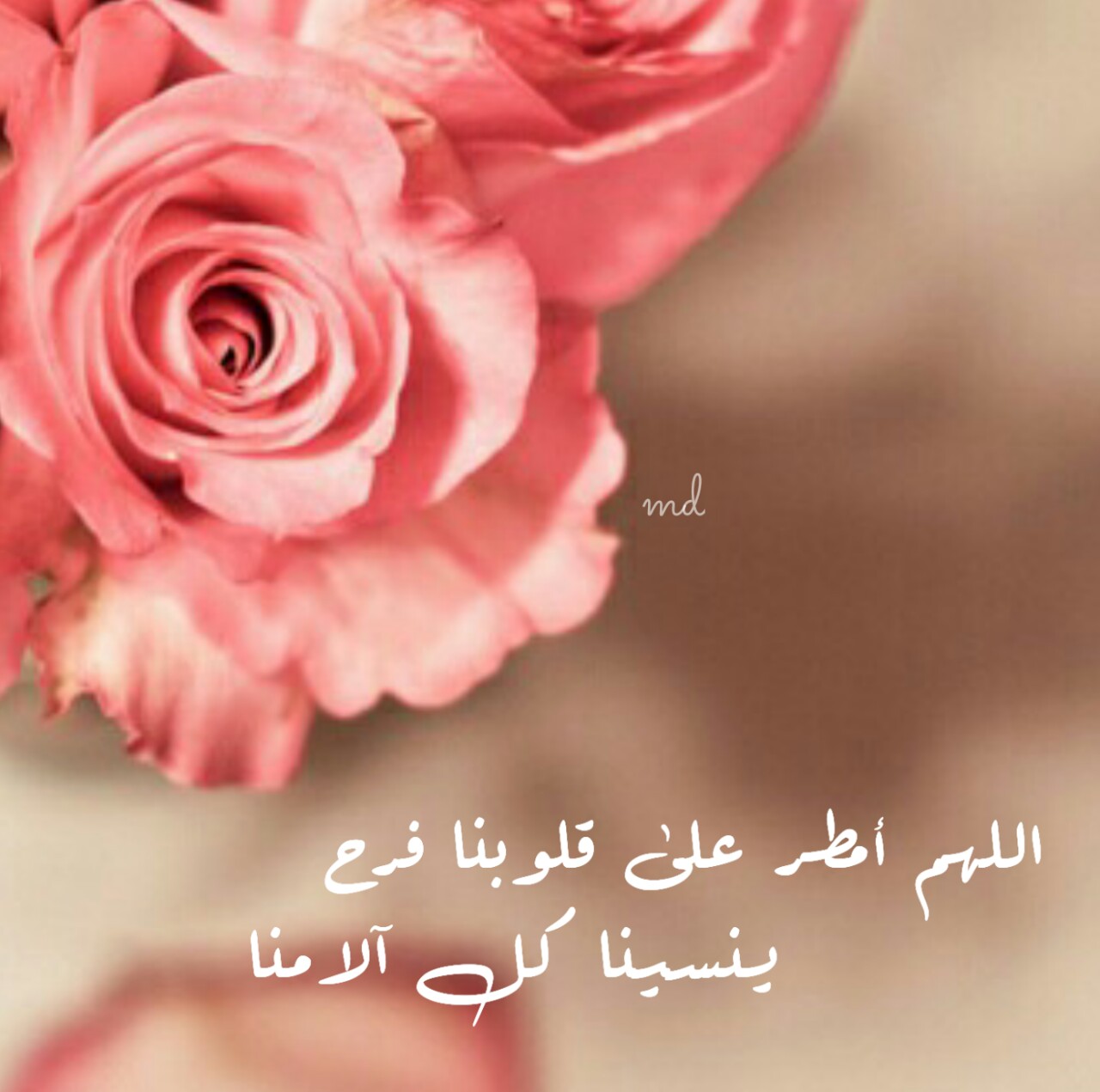 صور عرض حلوه 5605 6