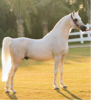 الخيل العربي الاصيل - مواصفات الخيل العربي 3778 2