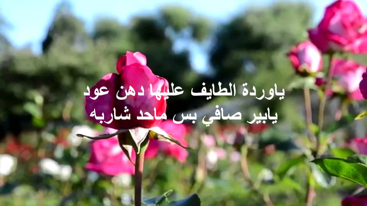 حكم عن الورد - اجمل الكلمات عن الورد 2437 10