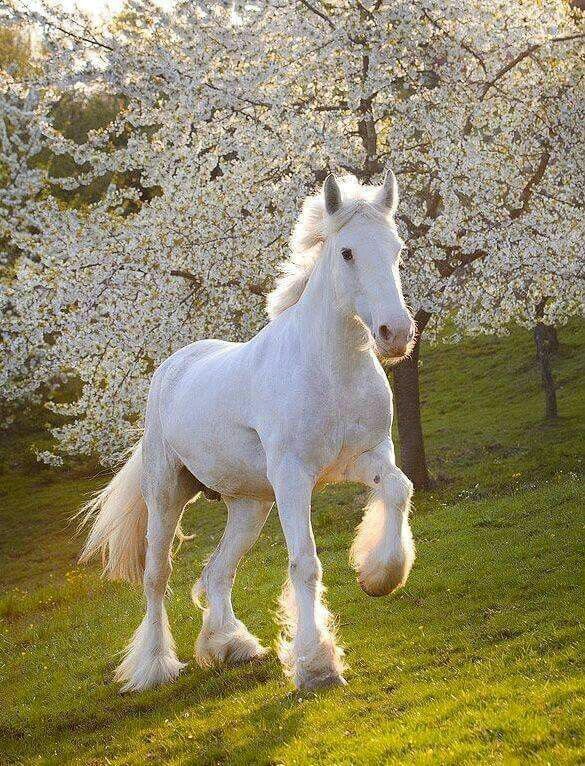 حصان عربي - مواصفات الخيل العربي الاصيل 3874 8