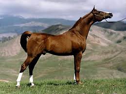 الخيل العربي الاصيل - مواصفات الخيل العربي 3778 9