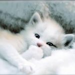 5727 10 صور قطط كيوت - اجمل صور قطط رائعة خلود بشرى