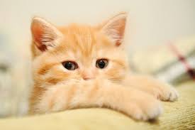 5727 9 صور قطط كيوت - اجمل صور قطط رائعة حوراء غيث