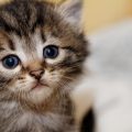 1731 12 صور قطط صغيرة - اجمل قطط صغيرة في العالم حوراء غيث