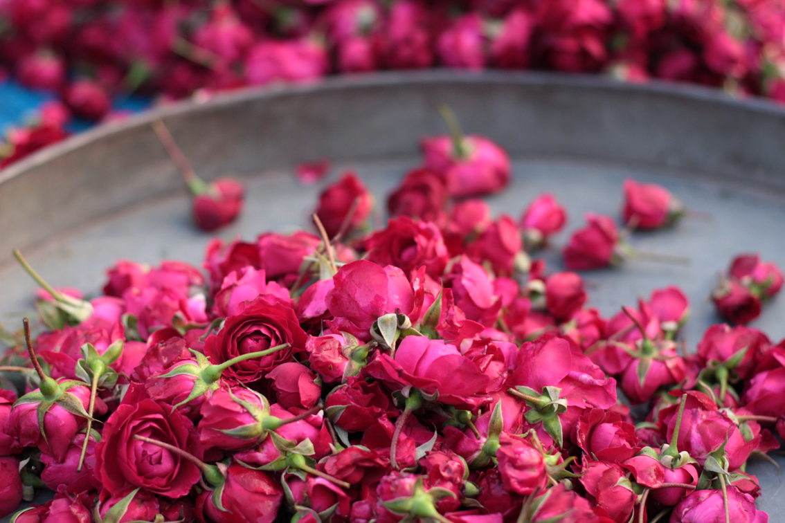 خلفيات ورود جميلة جدا اجمل صور زهور طبيعية جميلة مساء الورد