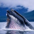 4071 3 اكبر حوت في العالم - الحوت الازرق والحيتان القاتلة من اكبر حيتان العالم ايمان غريب