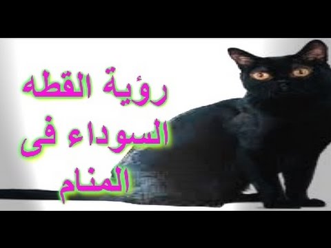 Aarda Info الصور والأفكار حول تفسير حلم رؤية القطة السوداء